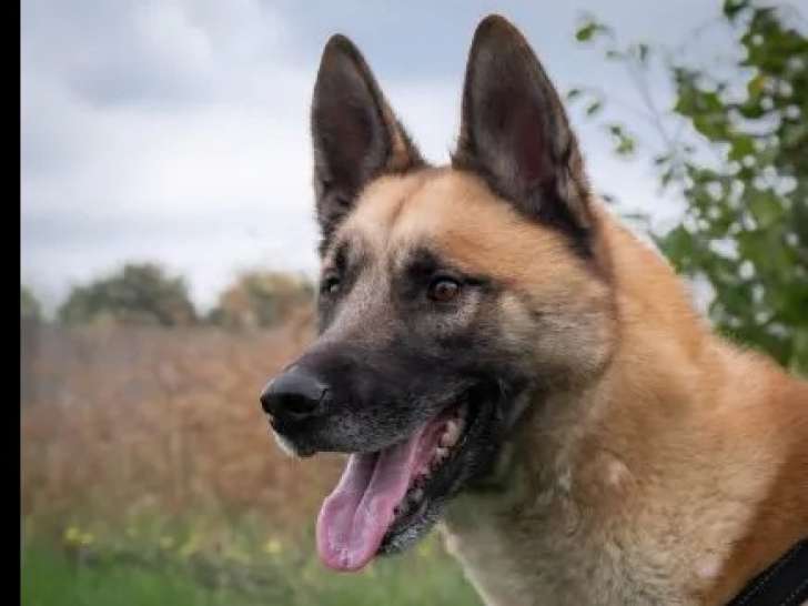 Disponible à l'adoption : chien Berger Malinois fauve