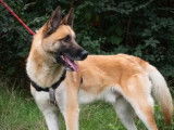 Disponible à l'adoption : chien Berger Malinois fauve