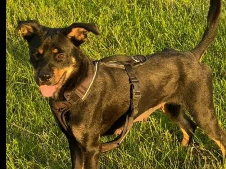 À accueillir : chienne Beauceron de 2 ans