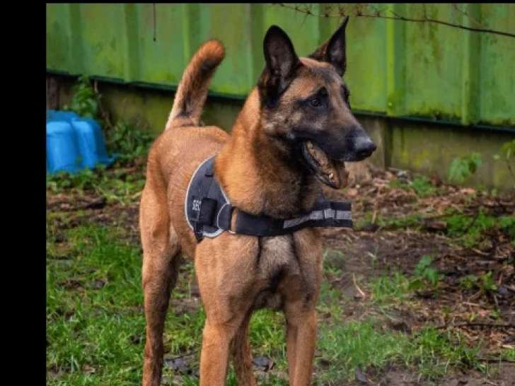 En quête d'une famille : chien Berger Malinois fauve charbonné