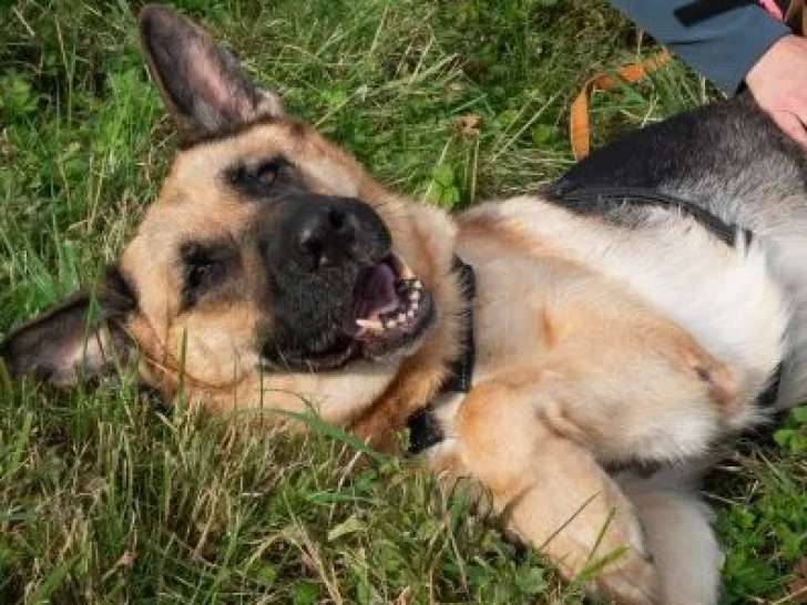 À la recherche d’une famille : chienne Berger Allemand de 6 ans