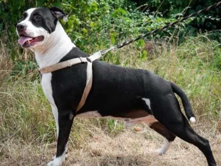 Chien Dogue noir et blanc prêt pour l’adoption