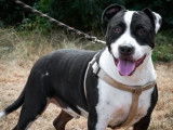 Chien Dogue noir et blanc prêt pour l’adoption