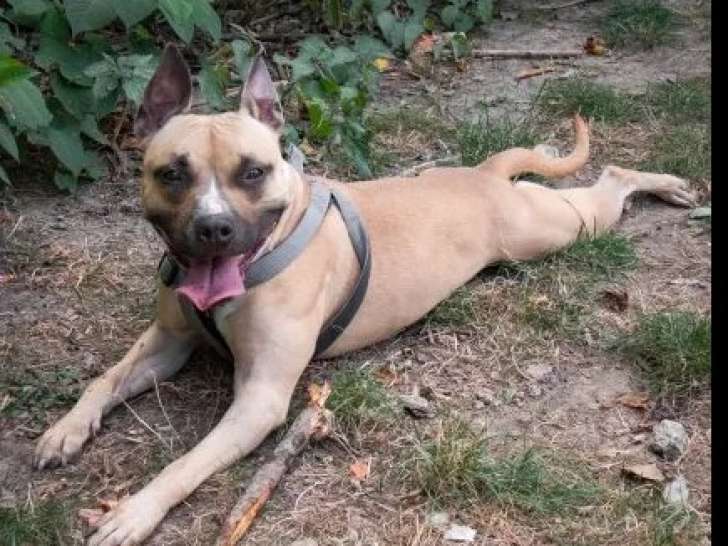 Chienne Dogue beige en attente d’une famille