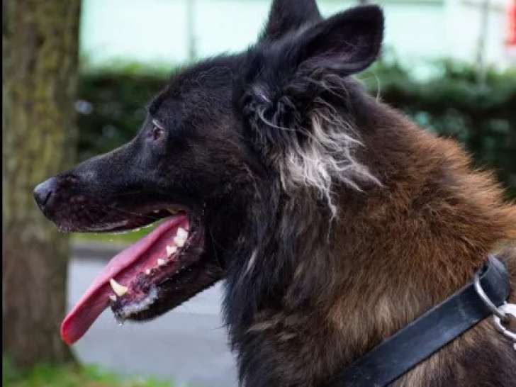 Chien Berger Allemand noir et feu à accueillir