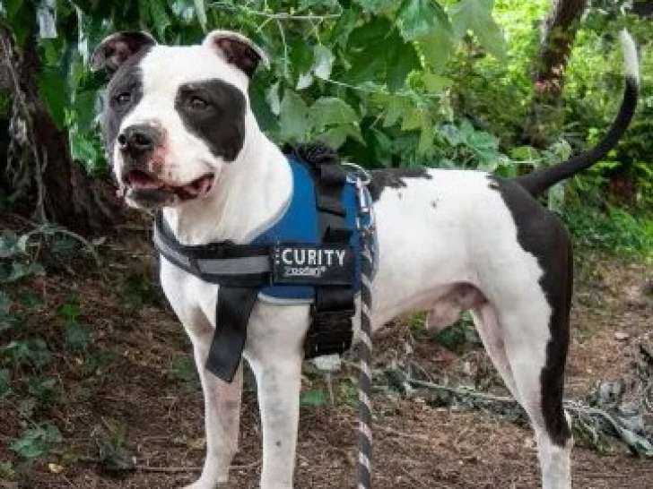 Chien Dogue gris et blanc en quête d'une famille