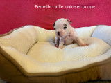 Chiots Bouledogue Français à vendre
