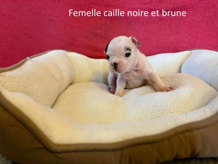 Chiots Bouledogue Français à vendre