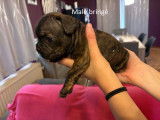Chiots Bouledogue Français à vendre