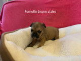 Chiots Bouledogue Français à vendre