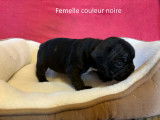 Chiots Bouledogue Français à vendre