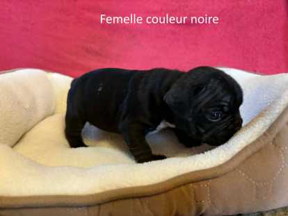 Chiots Bouledogue Français à vendre
