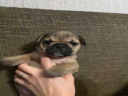 Chiots Bouledogue Français à vendre