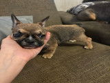 Chiots Bouledogue Fran&ccedil;ais &agrave; vendre