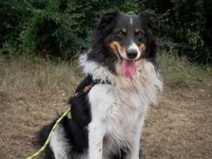 À adopter, chien Berger Australien tricolore