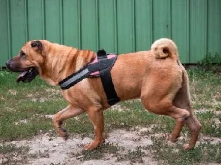 Disponible à l'adoption, chien Shar-Peï de 5 ans