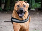 Disponible à l'adoption, chien Shar-Peï de 5 ans