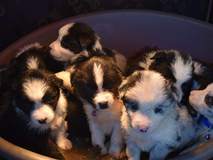 Chiots Border Collie croisés Berger Australien à vendre