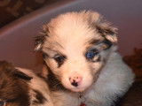Chiots Border Collie croisés Berger Australien à vendre