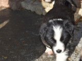 Chiots Border Collie croisés Berger Australien à vendre