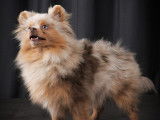 Chienne Spitz Poméranien lilac merle and tan à vendre