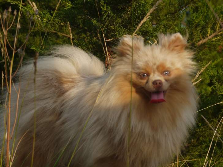 Chienne Spitz Poméranien lilac merle and tan à vendre