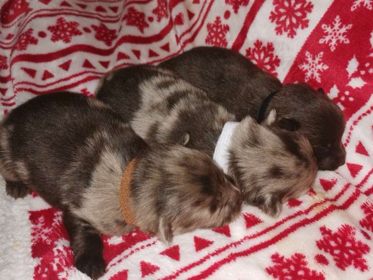 Chiot de type Spitz Allemand à vendre