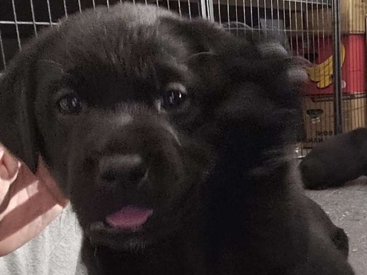 Chiots de race Labrador Retriever à vendre (reste 2 mâles)