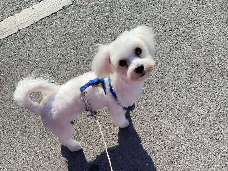 Otto, mâle Bichon disponible pour saillie