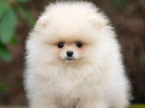 Véritables chiots Poméranien extra nains à vendre
