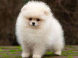 Véritables chiots Poméranien extra nains à vendre