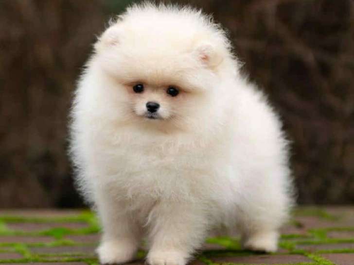 Véritables chiots Poméranien extra nains à vendre