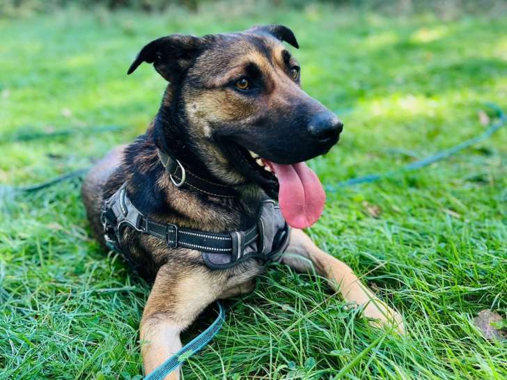 Loki, croisé Berger Allemand à adopter en association