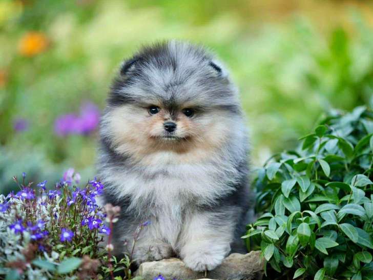 Véritable Poméranien Nain à la robe rare bleu merle à vendre