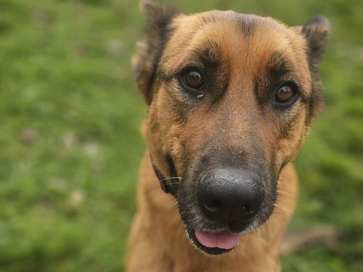 Kim, chienne croisée Malinois à adopter en association