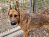 Kim, chienne croisée Malinois à adopter en association