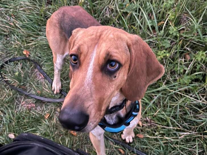 Taïaut, chien croisé Anglo Français à adopter en association