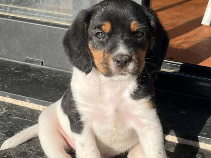 Chiots croisés Beagle et Braque à vendre