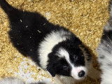Chiots Border Collie à vendre