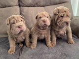 Chiots Shar-Peï non LOF à vendre