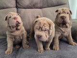 Chiots Shar-Peï non LOF à vendre