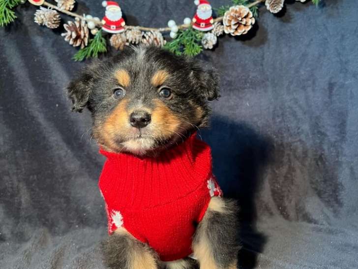 Mâle noir tricolore queue courte naturelle