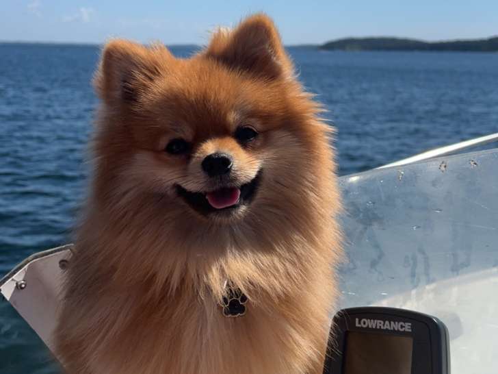 Mâle Spitz Nain LOF disponible pour saillie