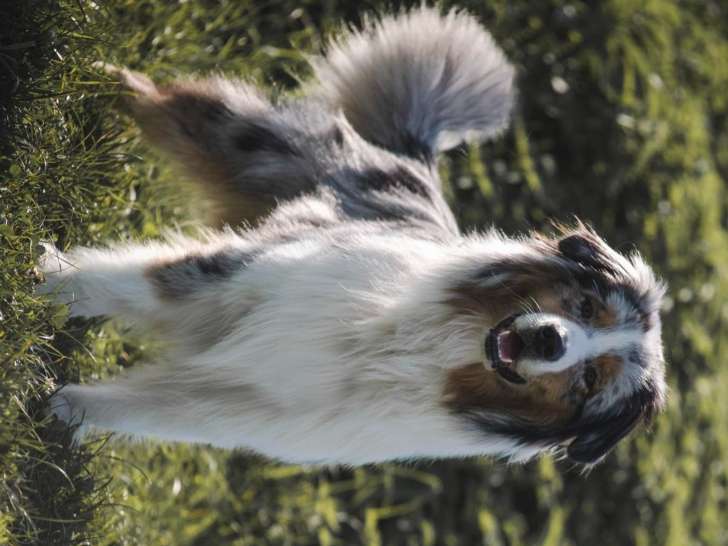 Male berger australien pour saillie