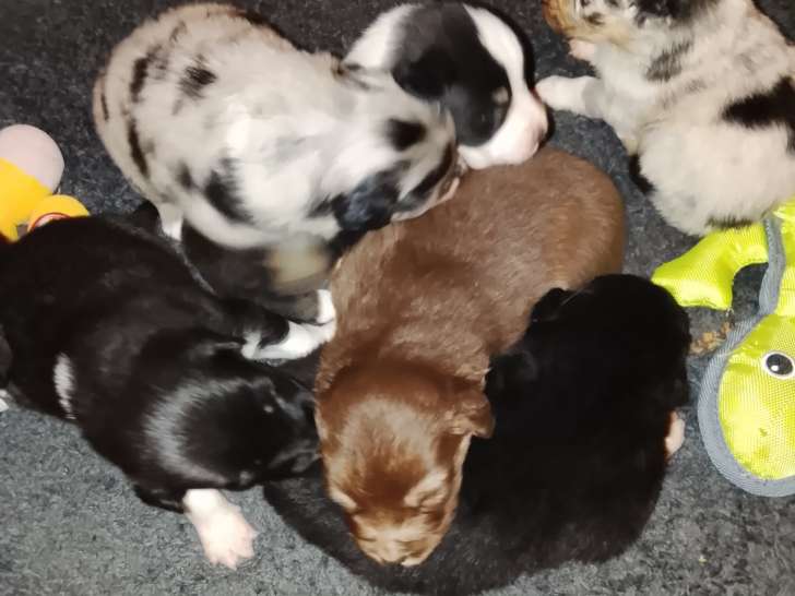 Chiots Berger Australien avec pedigree à vendre