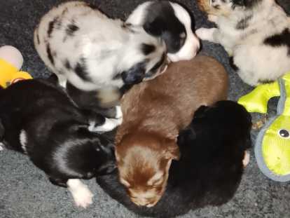 Chiots Berger Australien avec pedigree à vendre