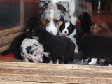 Chiots Berger Australien avec pedigree &agrave; vendre