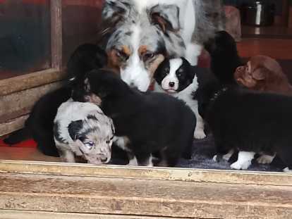 Chiots Berger Australien avec pedigree &agrave; vendre