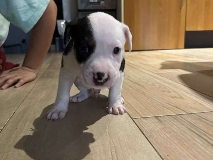 Chiots croisés American Staff à vendre