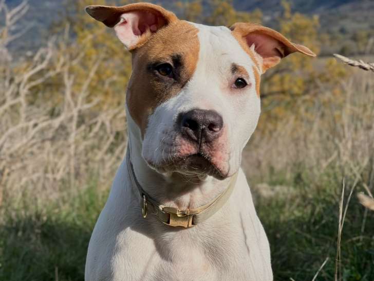 Beau mâle American Staff disponible pour saillie